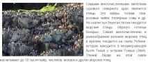 Як скласти схему ланцюга живлення, характерного для арктичної пустелі схему