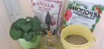 Як доглядати цикламени в домашніх умовах рекомендації досвідчених квітникарів умовах