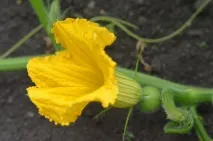 Як виростити королівський гарбуз - Вдалі поради королівський