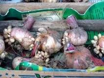 Як зберігати взимку гладіолуси в домашніх умовах - інструкція з відео зберігати