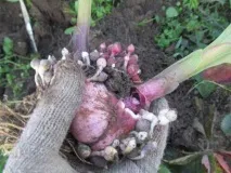 Як зберігати взимку гладіолуси в домашніх умовах - інструкція з відео взимку
