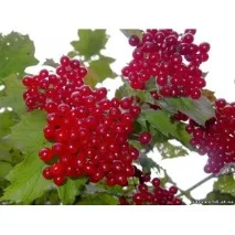Калина звичайна (Viburnum opulus L viburnum