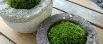 Як виростити домашній мох виростити