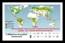 Китай вирубує тропічні ліси Африки, FranchExpert вирубує