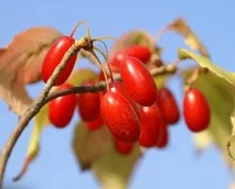 Кизил корисні властивості властивості