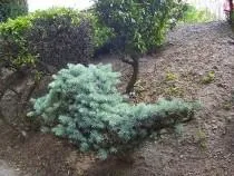 Клумба своїми руками квіти
