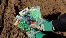 Коли можна сіяти базилік у відкритий ґрунт навесні, відео сіяти