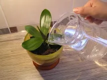 Коли поливати орхідею після пересадки та якою водою орхідею