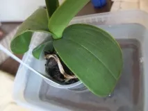 Коли поливати орхідею після пересадки та якою водою після
