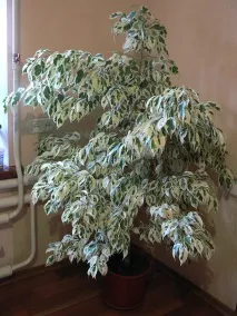 Клумба своїми руками клумба