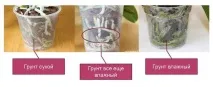 Коли поливати орхідею після пересадки та якою водою коли