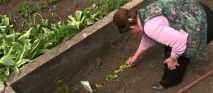 Коли можна сіяти базилік у відкритий ґрунт навесні, відео сіяти