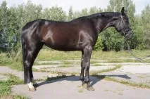 Кінний ринок кінний