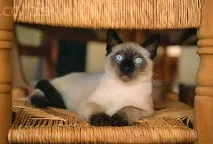 Кішка, Котяче муркотіння, кіт, лікування ультразвуковим, загоєння ран - Кішка - найкращий лікар кішка