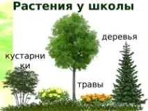 Конспект та презентація до уроку навколишнього світу - Що росте у школи - Навколишній світ - Початкові конспект