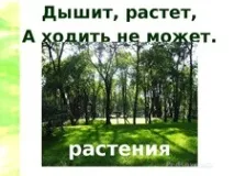 Конспект та презентація до уроку навколишнього світу - Що росте у школи - Навколишній світ - Початкові конспект