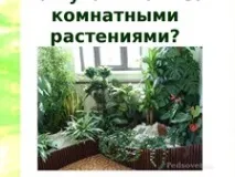 Конспект та презентація до уроку навколишнього світу - Що росте у школи - Навколишній світ - Початкові уроку