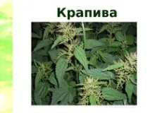 Конспект та презентація до уроку навколишнього світу - Що росте у школи - Навколишній світ - Початкові конспект