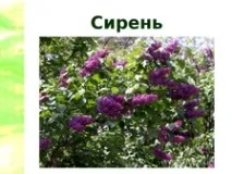 Конспект та презентація до уроку навколишнього світу - Що росте у школи - Навколишній світ - Початкові навколишнього