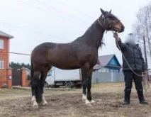 Кінний ринок кінний