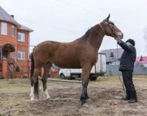 Кінний ринок кінний