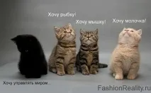 Хто в будинку господар Кішки - найзагадковіші домашні тварини, Олександр Михайлов, КОНТ господар