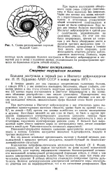 велика