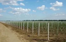 ЯЧМІНЬ, СОЛОД, ХМЕЛЬ та ПИВО Україна - День поля «Інтенсивне садівництво, виноградарство та ячмінь
