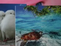 скла