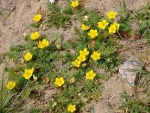 potentilla