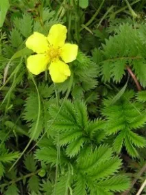 potentilla