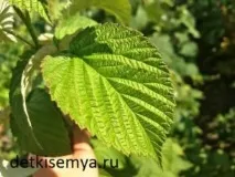Лікувальні властивості листя малини та протипоказання, Все про дітей та сім’ю лікувальні