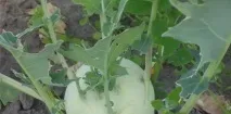 Кращі сорти кольрабі, Ранні та пізні, фото капусти пізні
