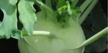 Кращі сорти кольрабі, Ранні та пізні, фото капусти кращі
