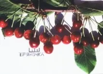 Кращі пізні сорти черешень черешні