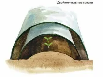 Луховицькі огірки, як вирощують овоч в Луховицях, особливості насіння та технологія вирощування огірки