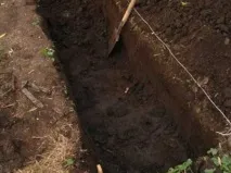 Луховицькі огірки, як вирощують овоч в Луховицях, особливості насіння та технологія вирощування овоч