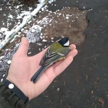 синиця