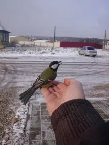 синиця