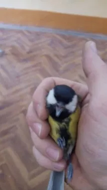 зверху