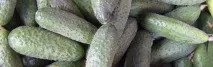 Луховицькі огірки, як вирощують овоч в Луховицях, особливості насіння та технологія вирощування особливості