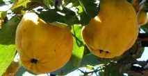 Маски та лосьйони з айви в домашніх умовах маски