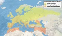 Малинівка (птиця) Вікіпедія птиця