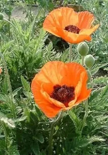 Мак східний, мак (Papaver orientale), багаторічна рослина макові, стебла листя квітки рослина