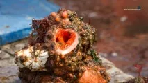 Морська тварина Pyura chilensis асцидії