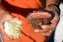 Морська тварина Pyura chilensis Pyura