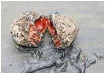 Морська тварина Pyura chilensis тварина