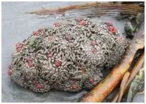 Морська тварина Pyura chilensis морська