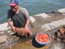 Морська тварина Pyura chilensis тварина