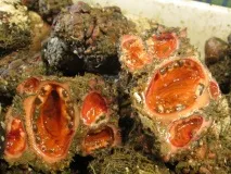 Морська тварина Pyura chilensis тварина